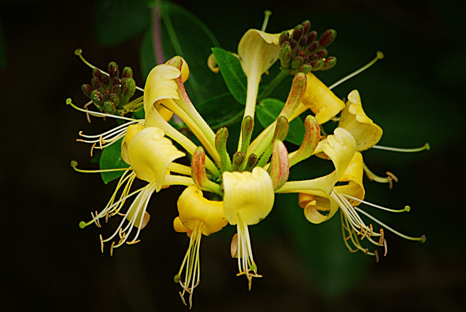 Nikon D80 sample photo. Japanese honeysuckle, lonicera halliana photography