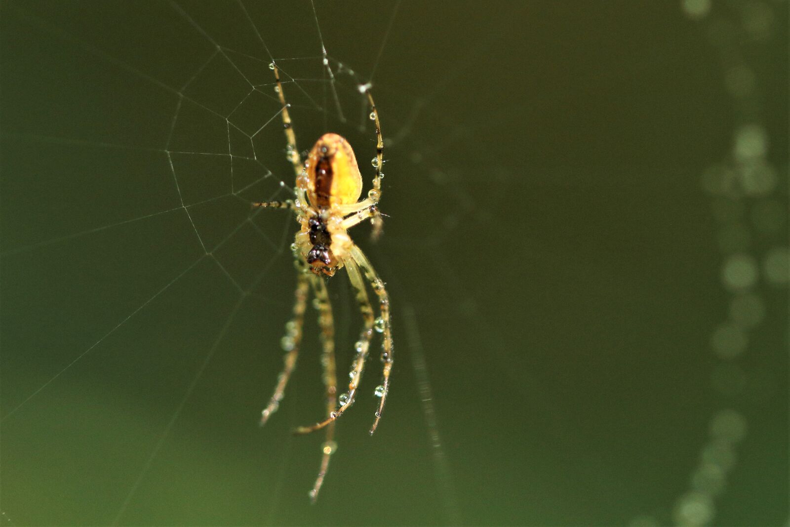 Canon EOS 1200D (EOS Rebel T5 / EOS Kiss X70 / EOS Hi) sample photo. Spider web, cobweb, spider photography