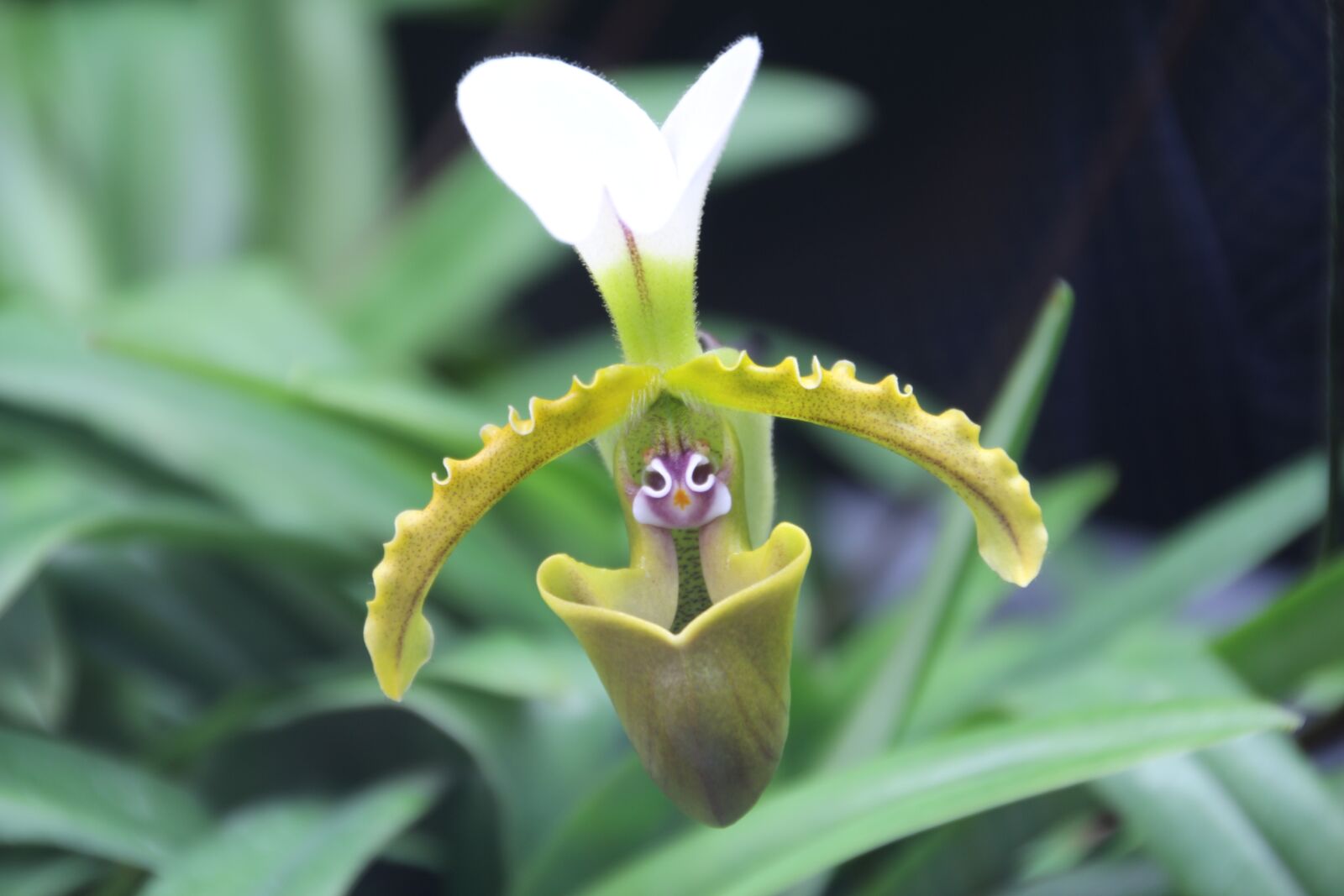 Canon EOS 700D (EOS Rebel T5i / EOS Kiss X7i) sample photo. Orchid, slipper orchid, plant photography