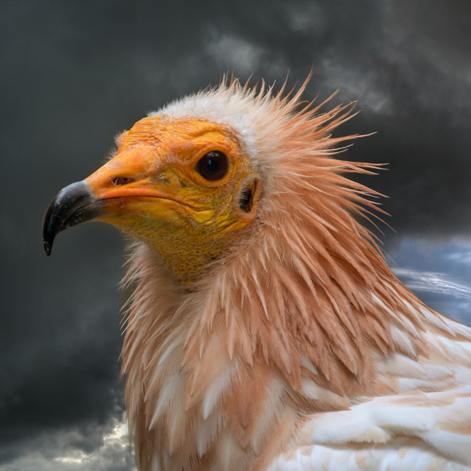 Nikon D5100 sample photo. Egyptian vulture, bird, bird photography