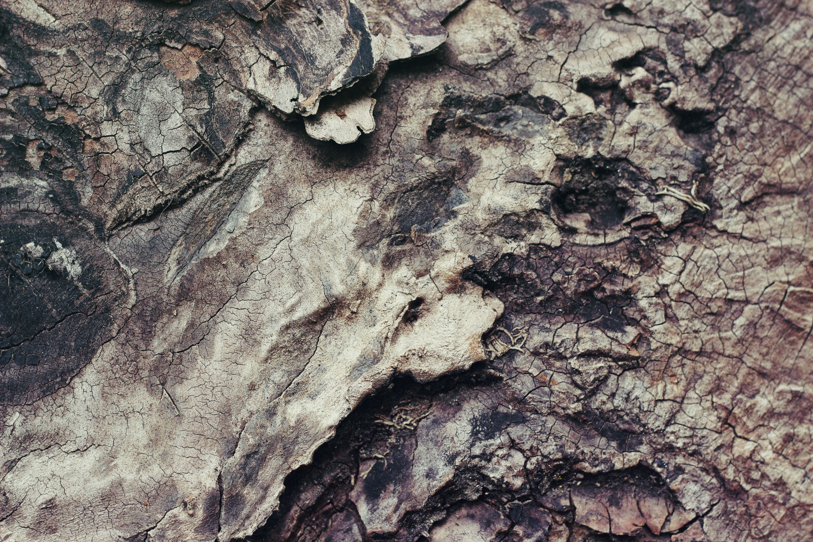 Canon EOS 600D (Rebel EOS T3i / EOS Kiss X5) + Canon EF 50mm F1.8 II sample photo. Forest, nature, texture, wood photography
