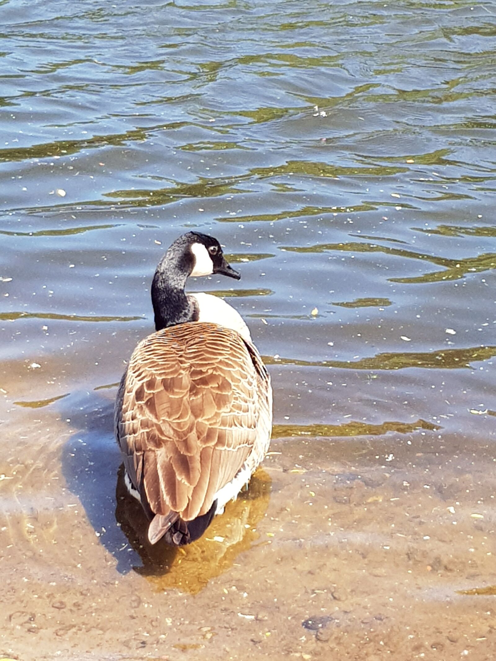 Samsung Galaxy S8 sample photo. Canada goose, water, bank photography