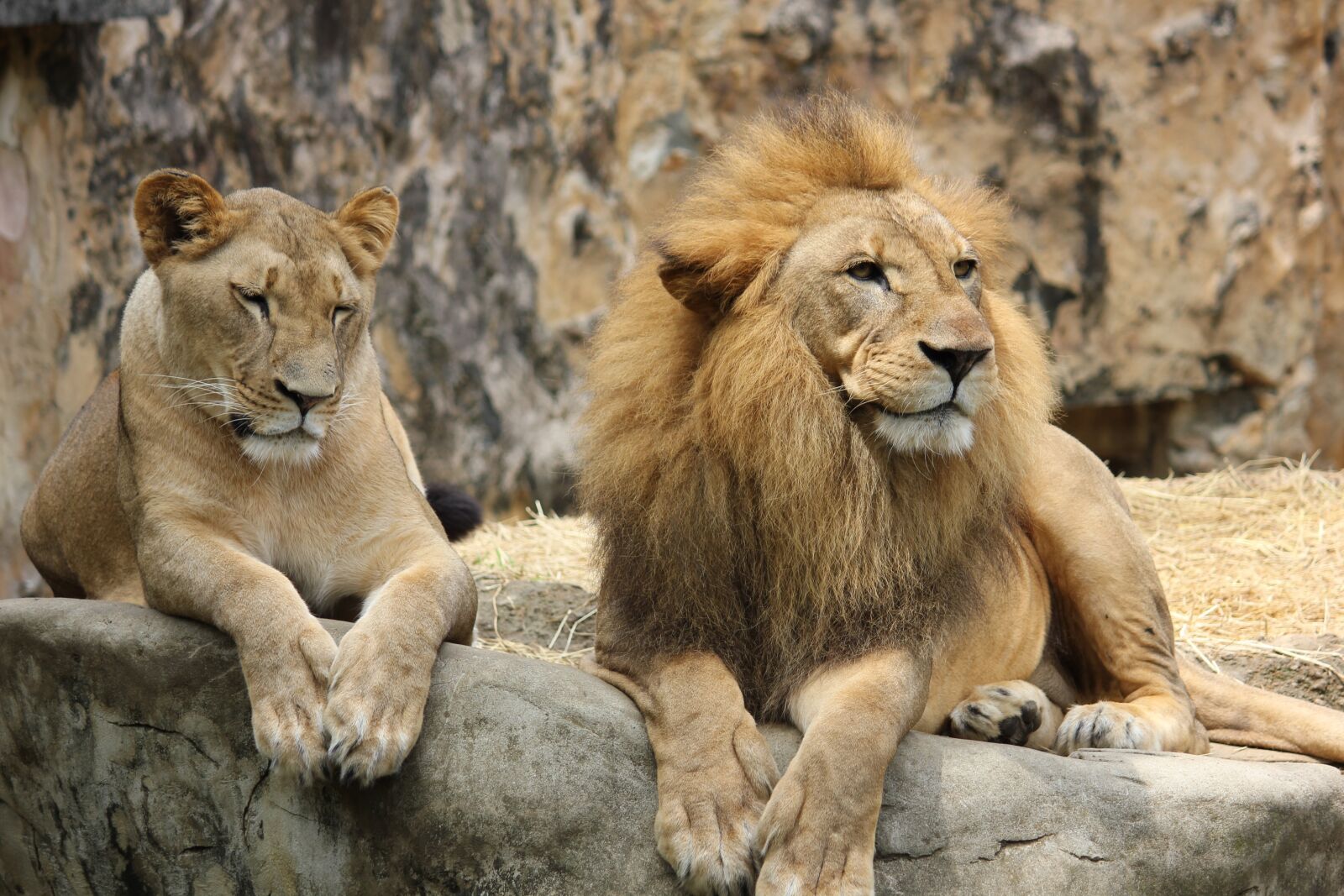 Canon EOS 550D (EOS Rebel T2i / EOS Kiss X4) sample photo. Lion, lioness, pair photography