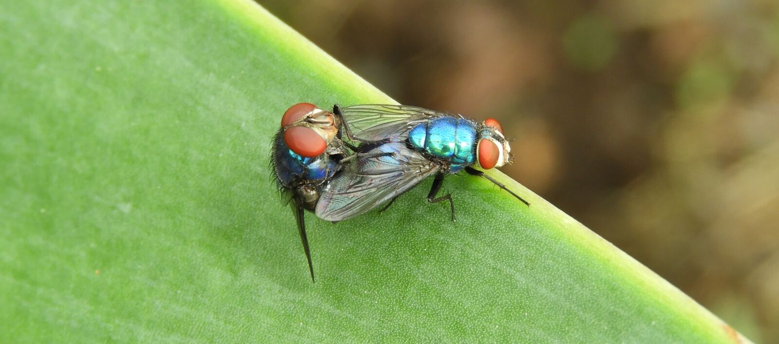 Nikon Coolpix B700 sample photo. Macro, insects, flies photography
