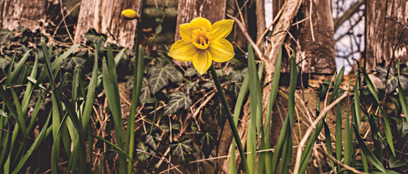 Nikon D7100 sample photo. Nature, plant, flower photography