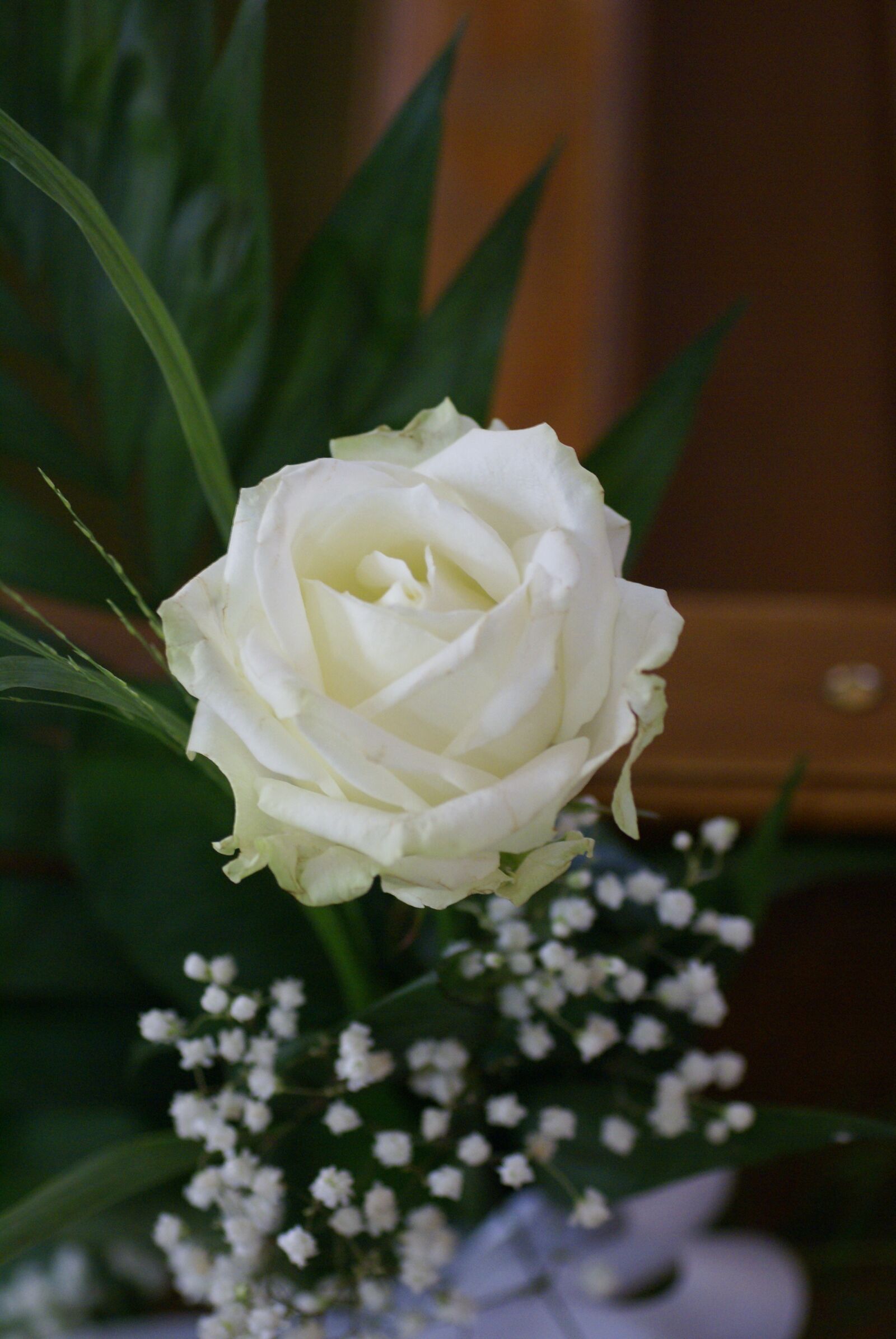 Sony Alpha DSLR-A100 sample photo. Rose, white, flower photography
