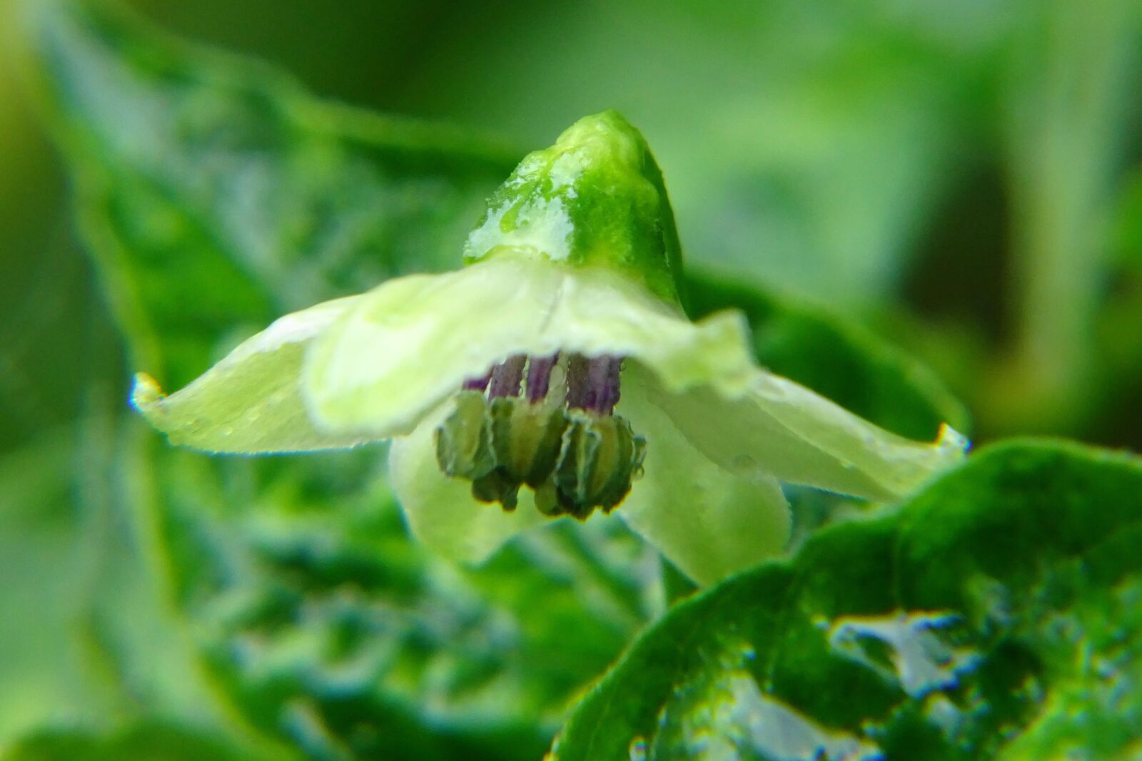 Sony Cyber-shot DSC-WX500 sample photo. Chilli, petals, nature photography