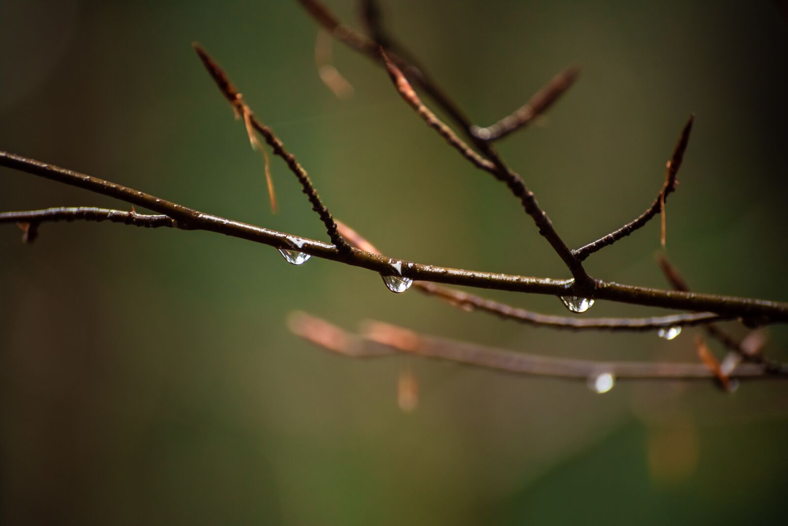 Tamron SP 70-300mm F4-5.6 Di VC USD sample photo. Autumn, nature, drops of photography