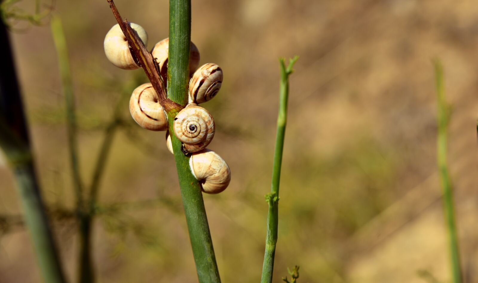 Nikon D750 sample photo. Snail shells, wild fennel photography