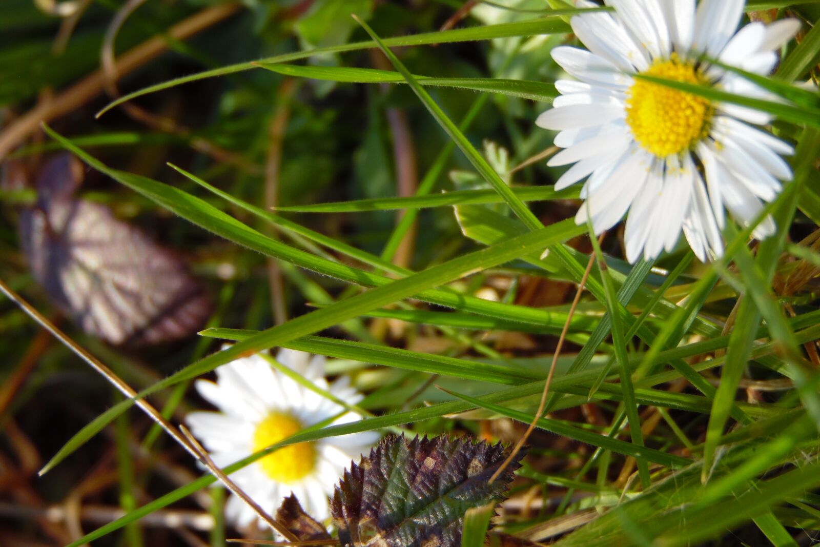 Samsung WB1100F/WB1101F/WB1102F sample photo. Flower, white, marguerite photography