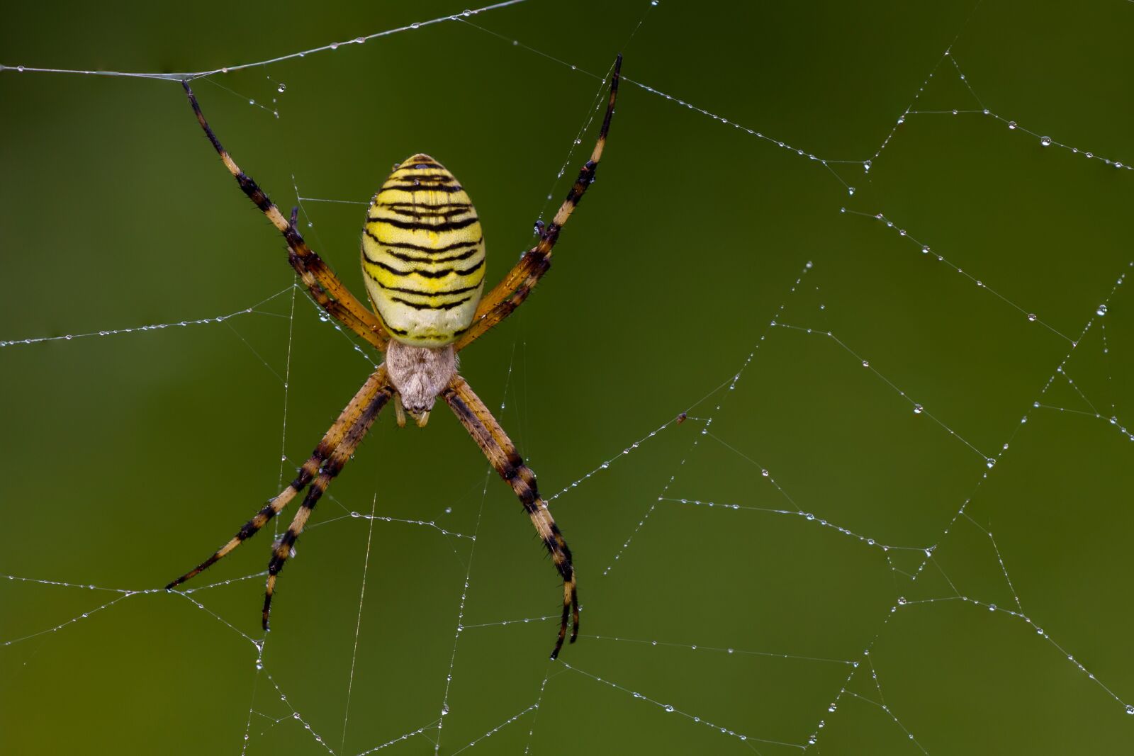 Canon EOS 7D sample photo. Wasp spider, spider, zebraspinne photography