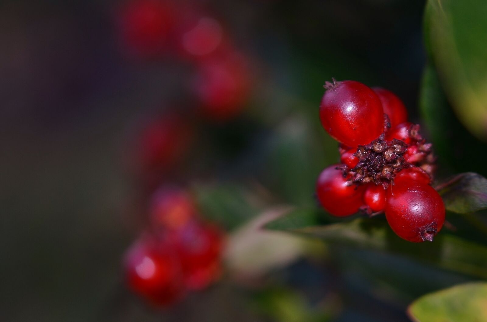 Nikon D7000 sample photo. Currants, berries, fruit photography