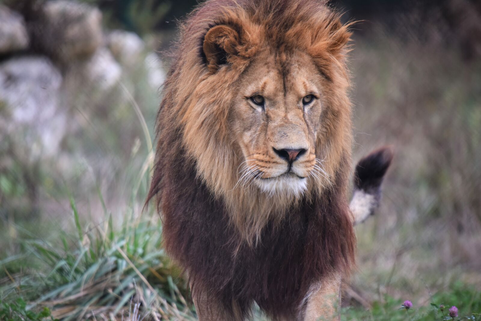 Nikon D810 sample photo. Lion, tawny, majestic photography