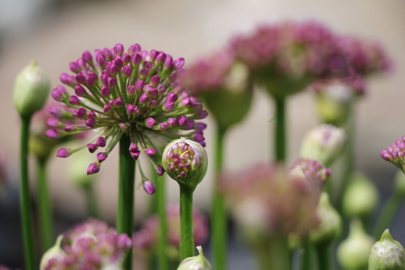 Canon EF-S 18-135mm F3.5-5.6 IS USM sample photo. Ornamental onion, plant, flower photography
