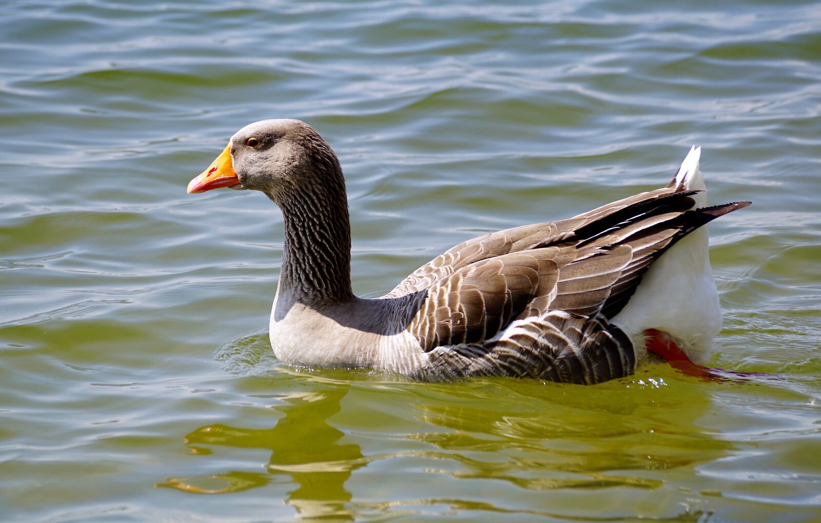 Sony DT 55-300mm F4.5-5.6 SAM sample photo. Wild goose, bird, water photography