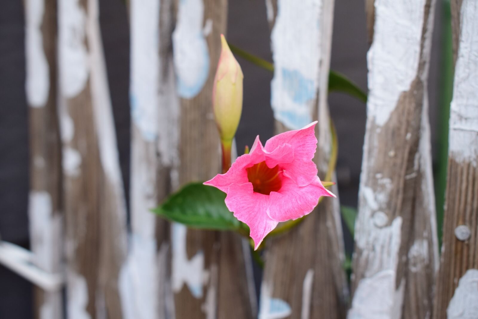 Nikon D5300 sample photo. Pink, fence, blossom photography