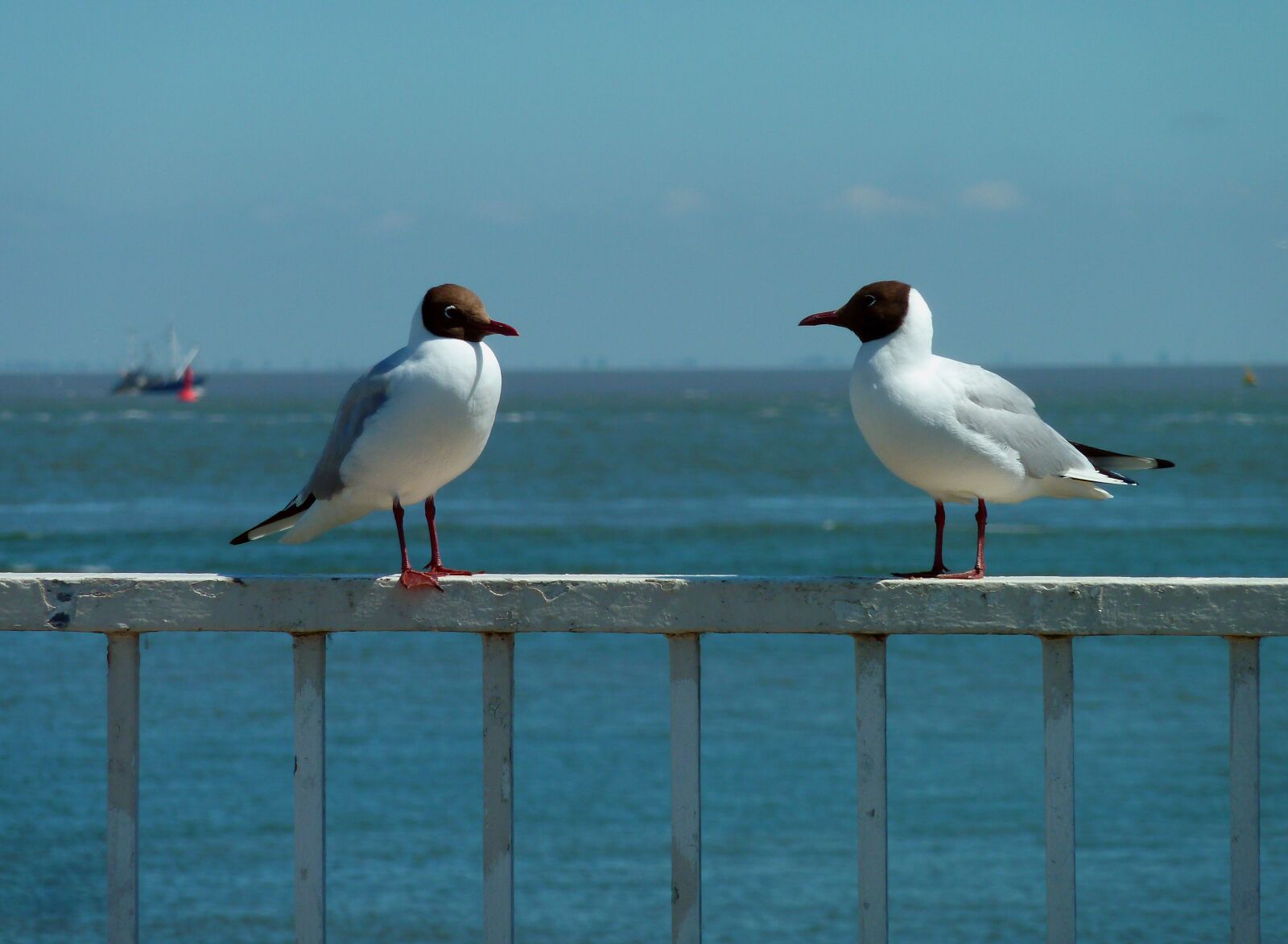 Panasonic DMC-TZ7 sample photo. Gull, vacations, sea photography