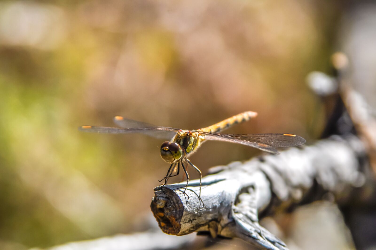 Nikon D90 sample photo. Dragonfly, insect, nature photography