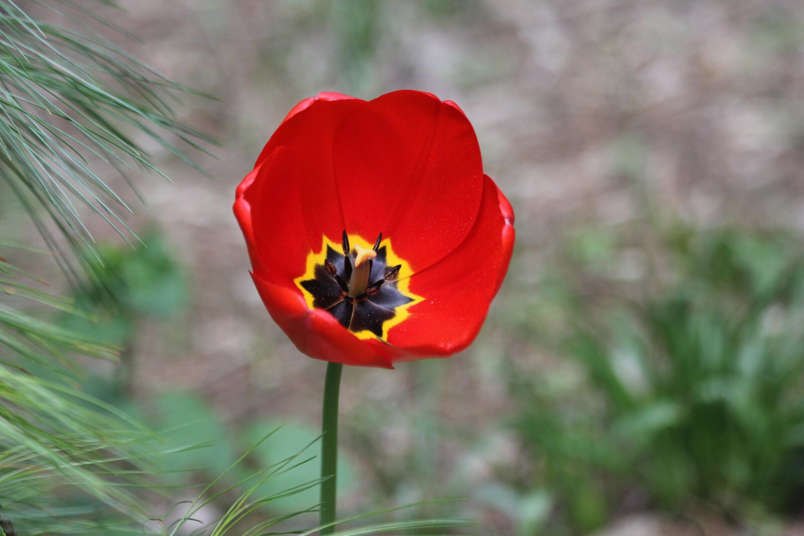 Canon EF 70-300mm F4-5.6 IS USM sample photo. Tulip, red, spring photography