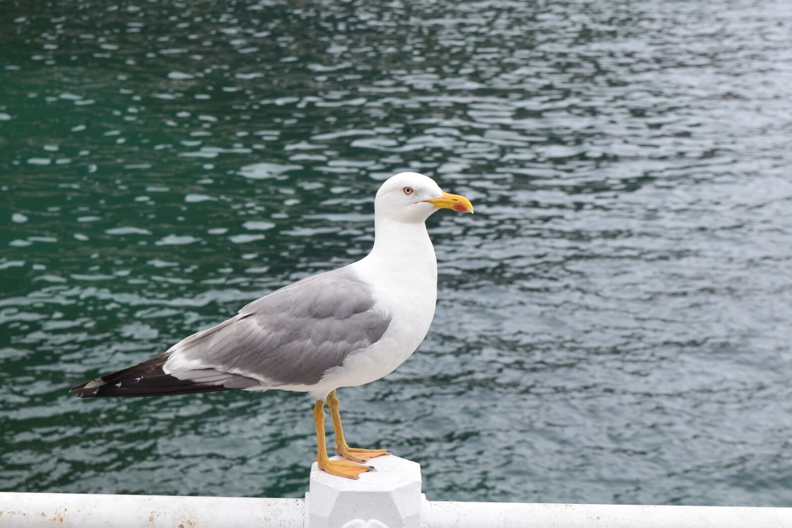 Nikon D3300 sample photo. Port, seagull, sea photography