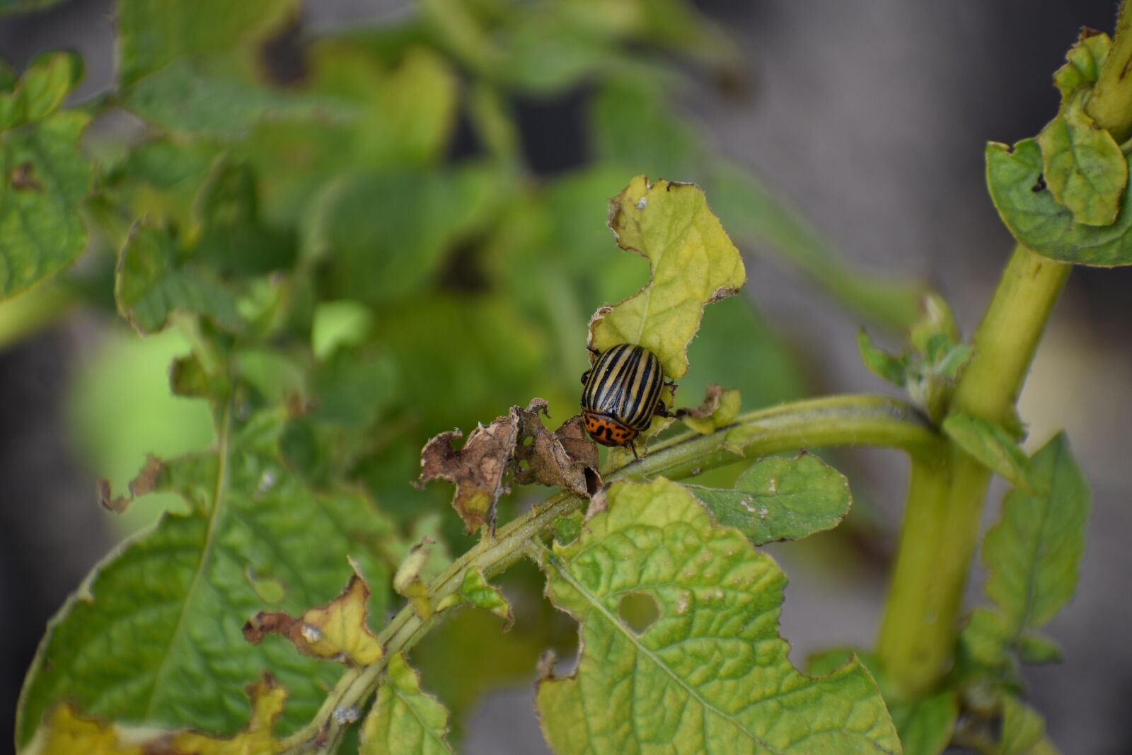 Nikon D3400 sample photo. Colorado, beetle, pest photography