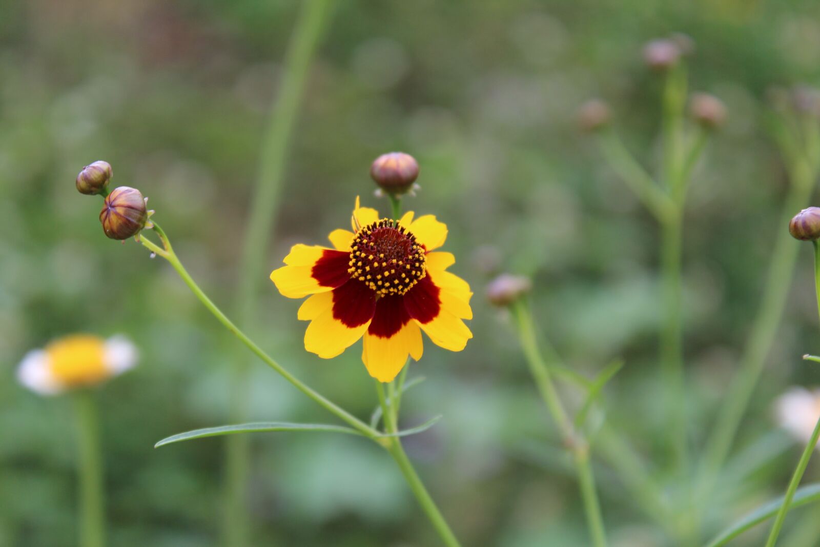 Canon EOS 650D (EOS Rebel T4i / EOS Kiss X6i) sample photo. Nature, summer, plants photography