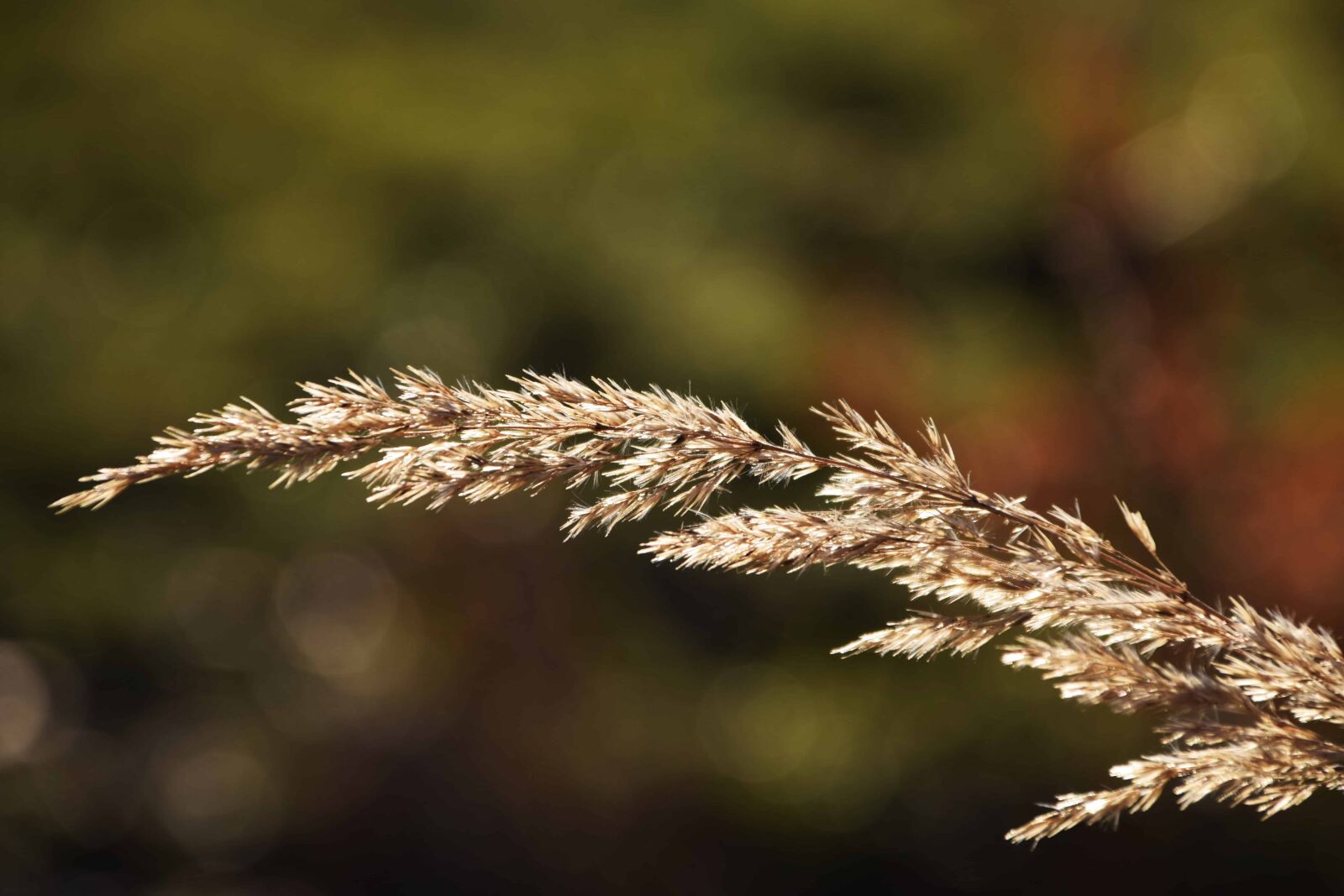 Nikon D3300 sample photo. Nature, reed grass, herb photography