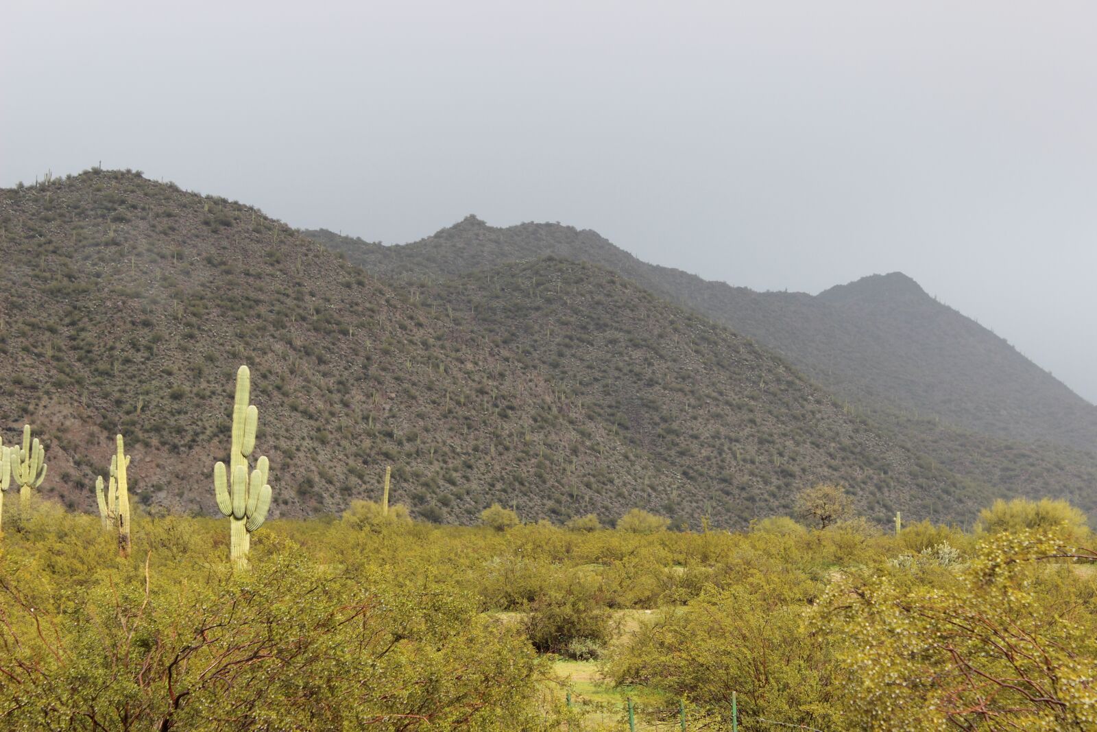 Canon EOS 600D (Rebel EOS T3i / EOS Kiss X5) sample photo. Snow, desert, saguaro photography