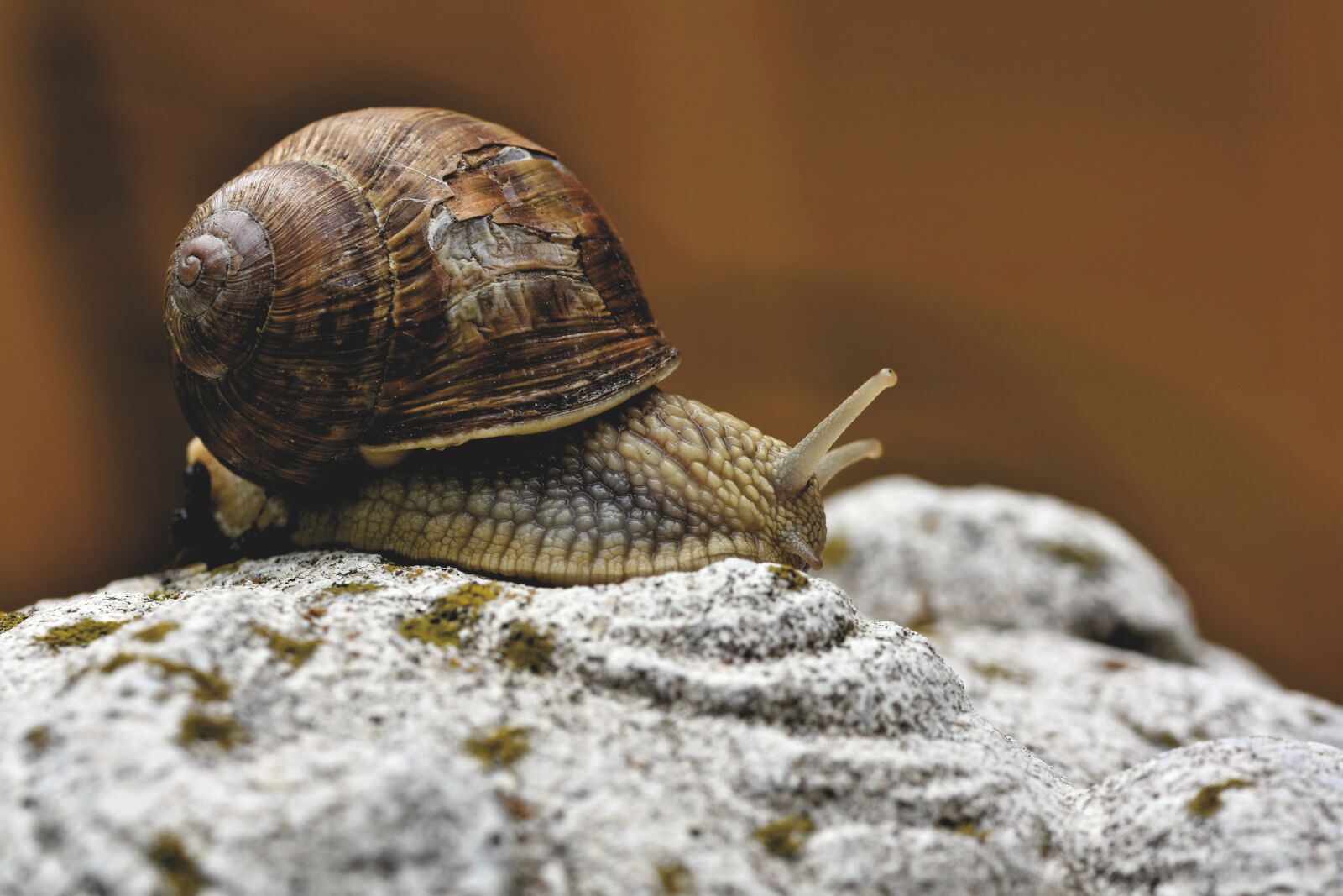 Nikon D7200 sample photo. Snail, shell, mollusk photography