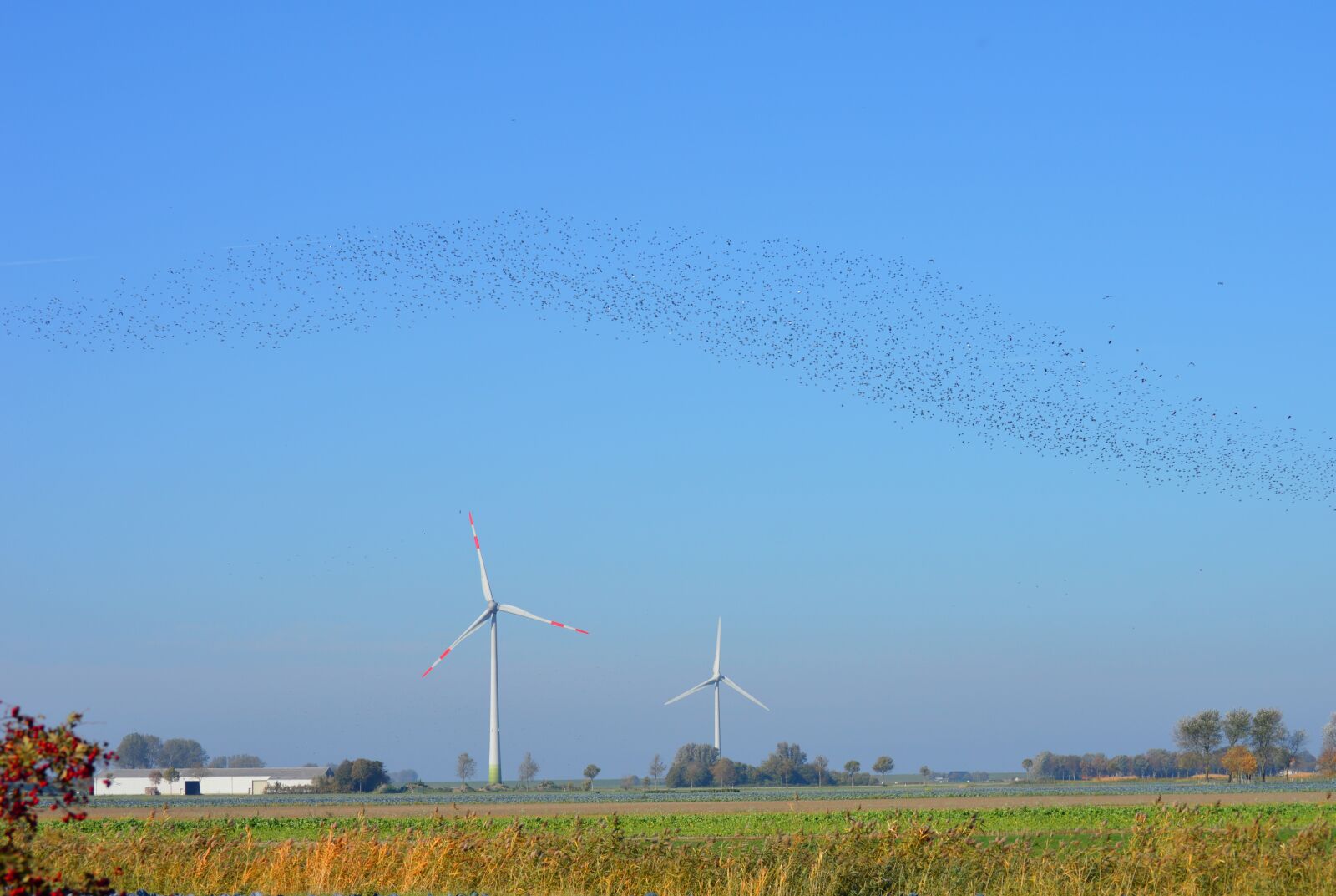 Nikon D3200 sample photo. Flock of birds, north photography