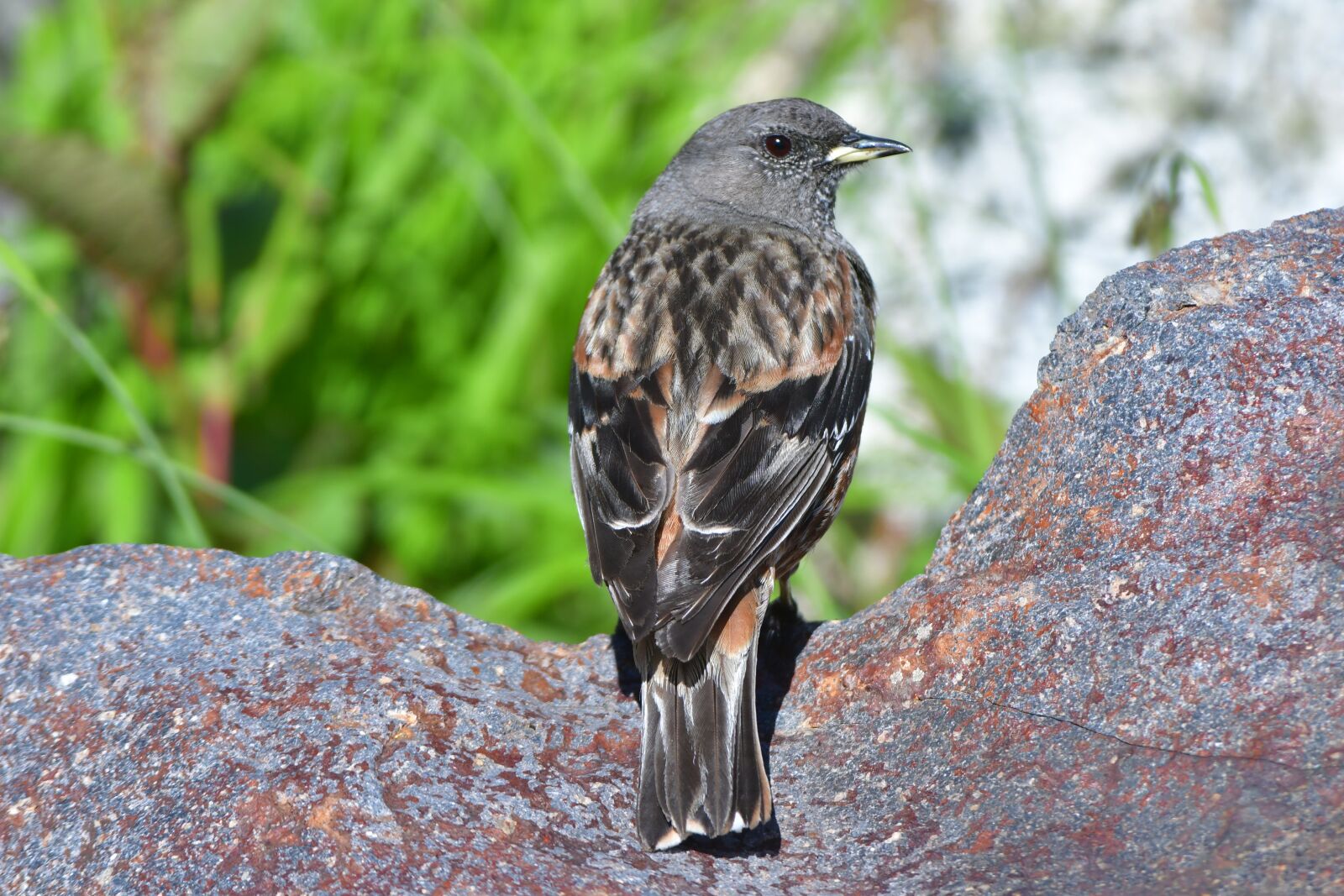 Nikon D500 sample photo. Natural, wild animals, animal photography