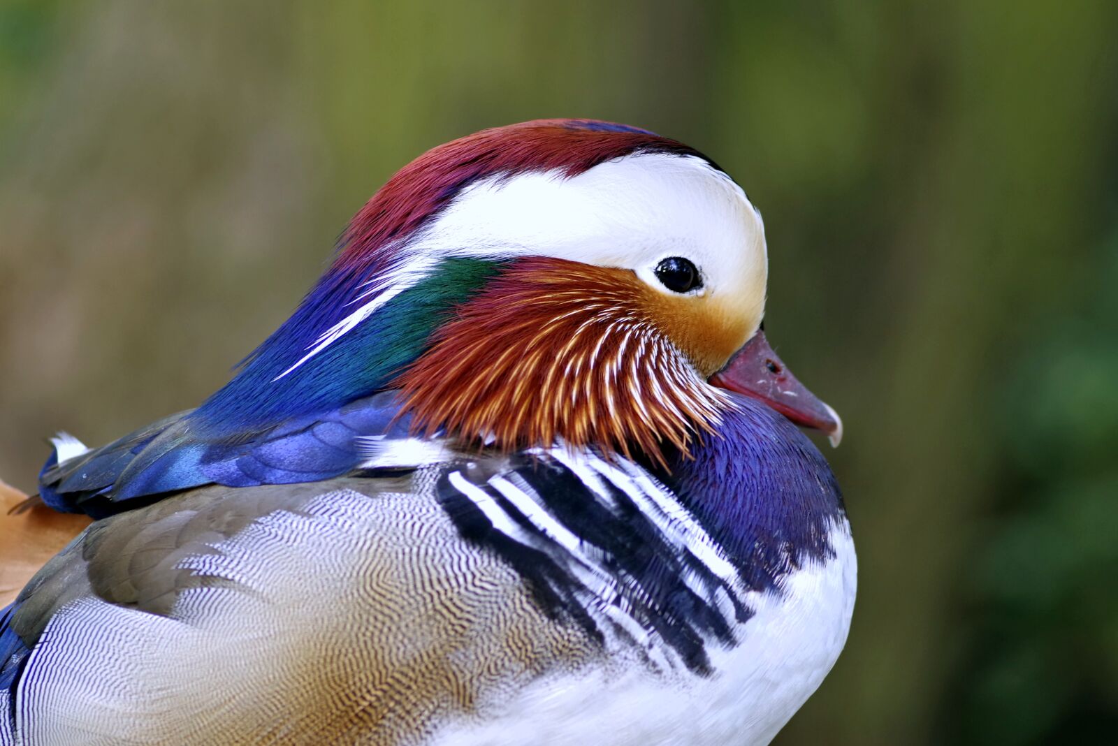 Pentax K-S2 sample photo. Mandarin, bird, duck photography