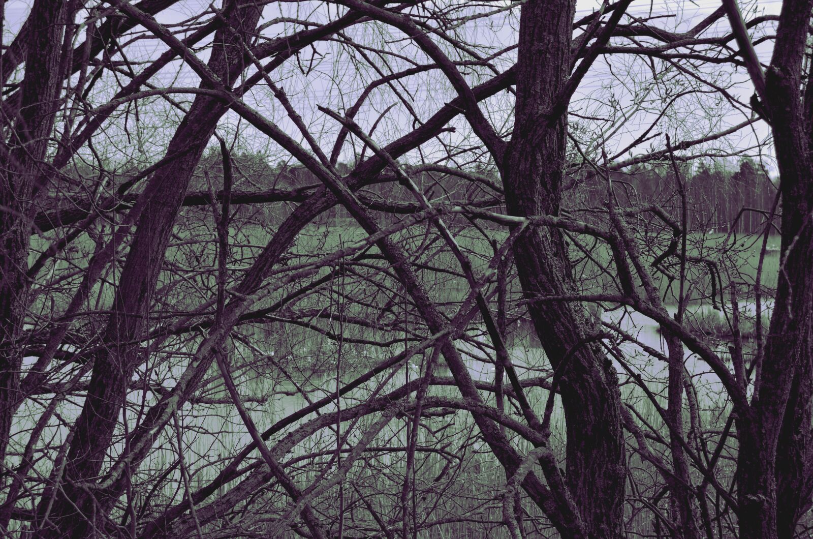 Nikon D5100 sample photo. Branches, water, nature photography