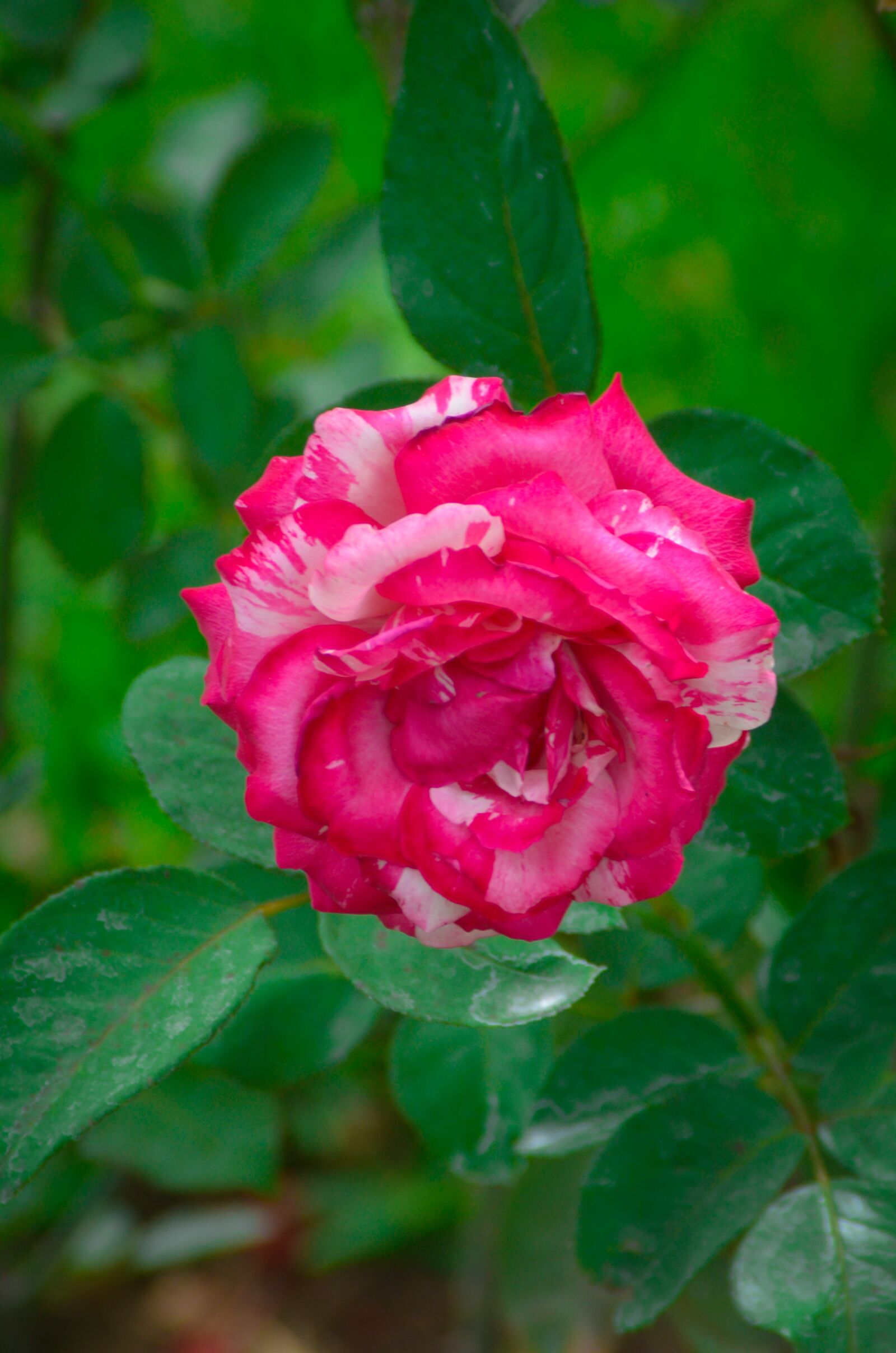 Nikon D7000 sample photo. Flower, nature, plant photography