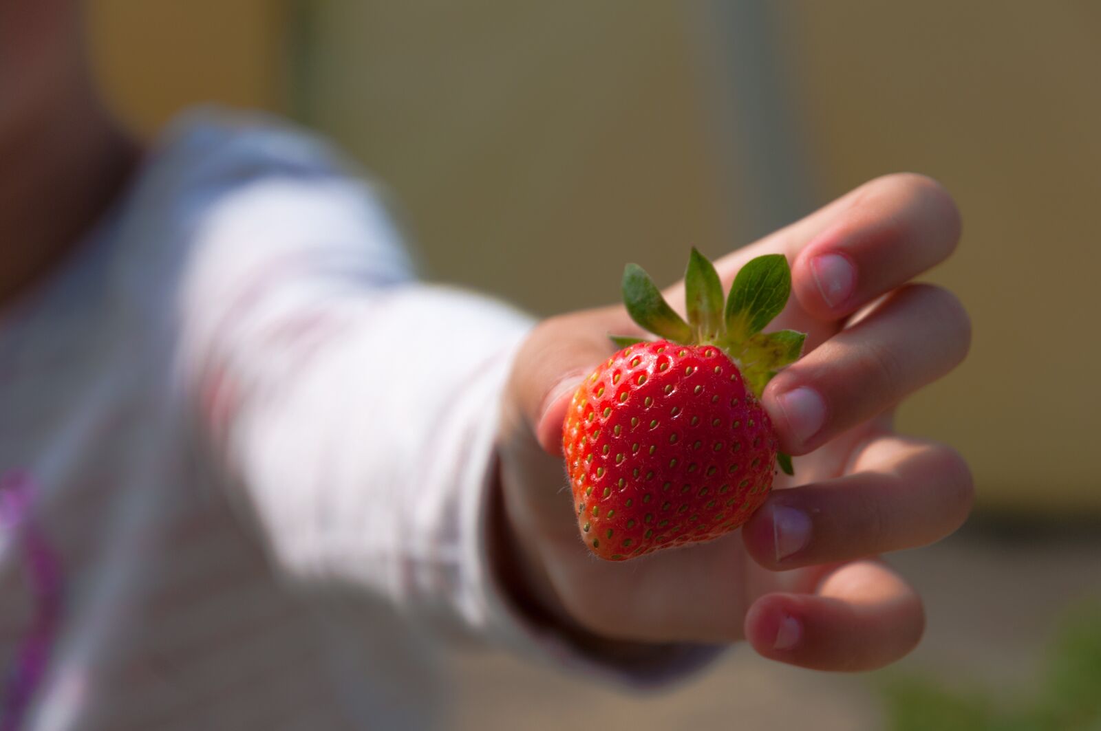 Nikon D300S sample photo. Strawberries, hand, child photography