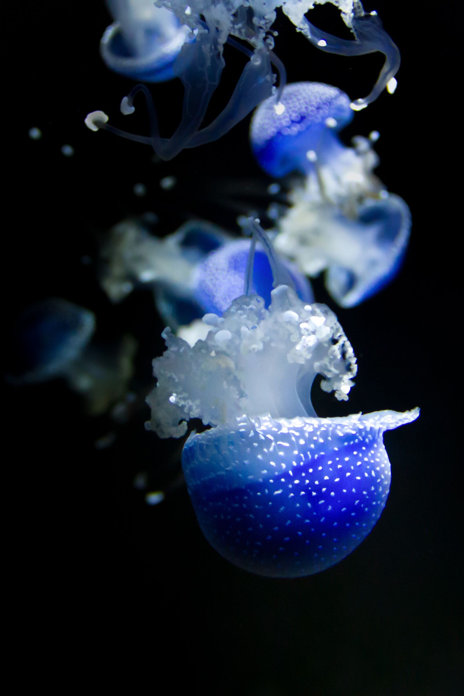 Canon EOS 7D sample photo. Jellyfish, meeresbewohner, sea photography