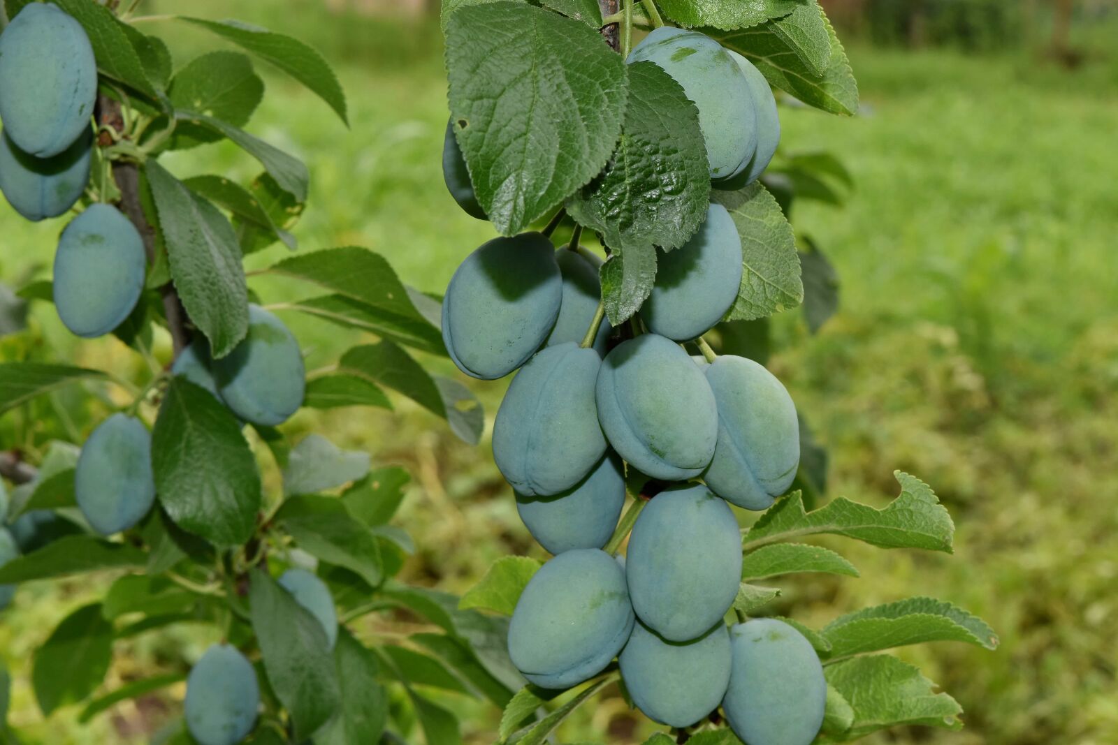 Nikon D5500 sample photo. Branches, organic, plum, nature photography