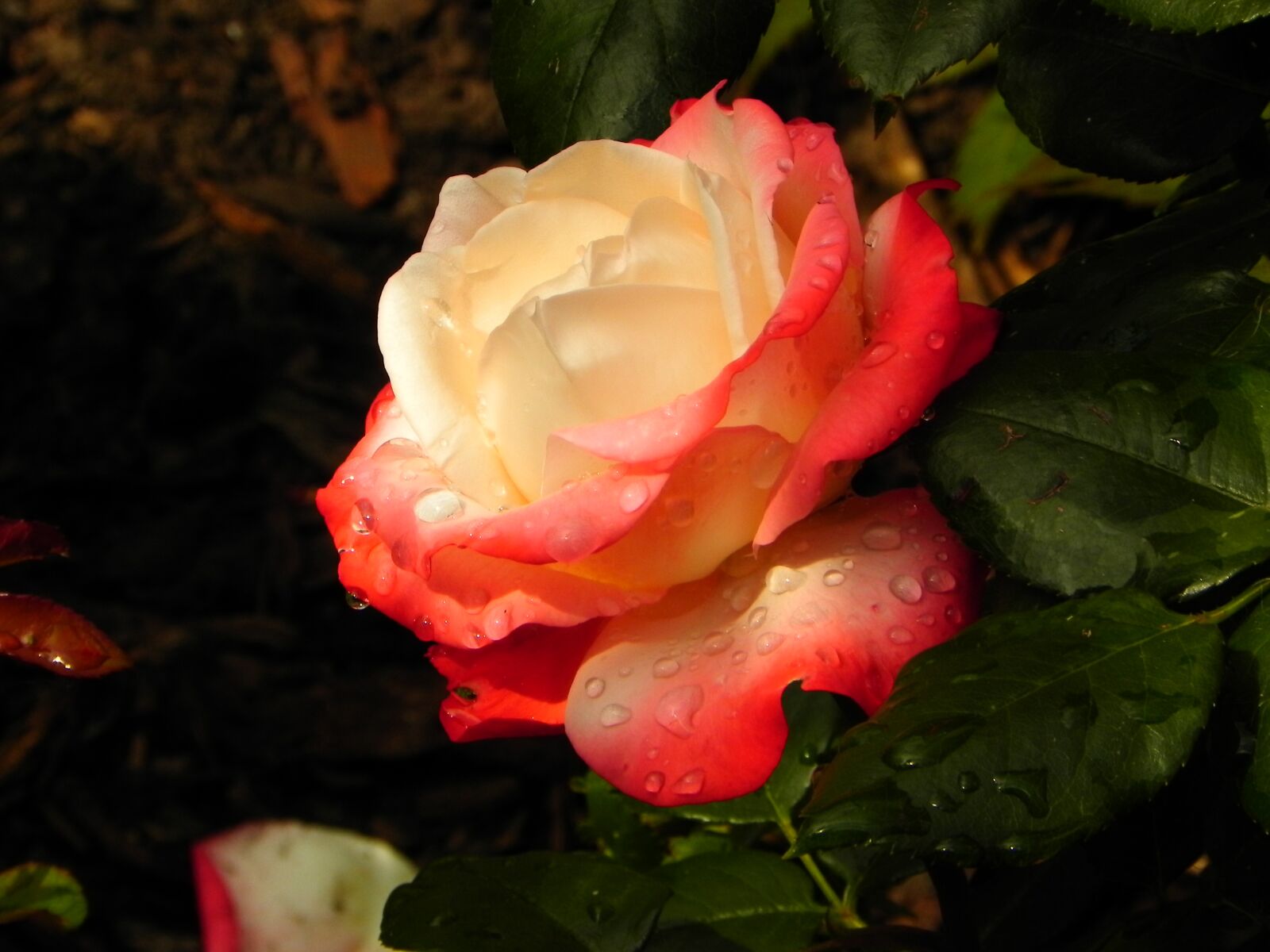 Nikon Coolpix P100 sample photo. Rose, romance, plant photography