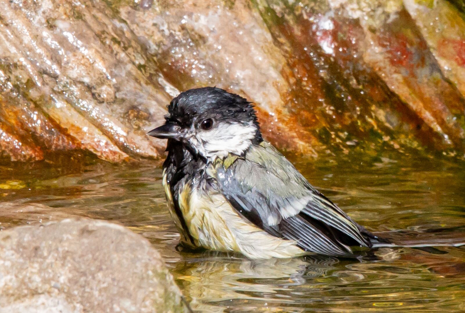 150-600mm F5-6.3 DG OS HSM | Contemporary 015 sample photo. Great tit, bathing tit photography