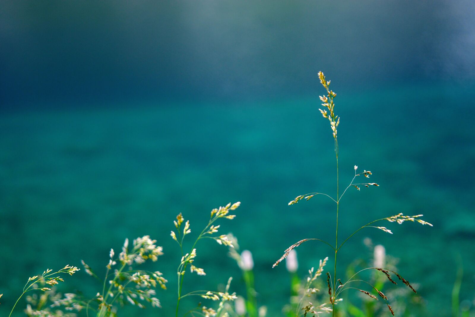 Nikon D5200 sample photo. Flowers, water, nature photography