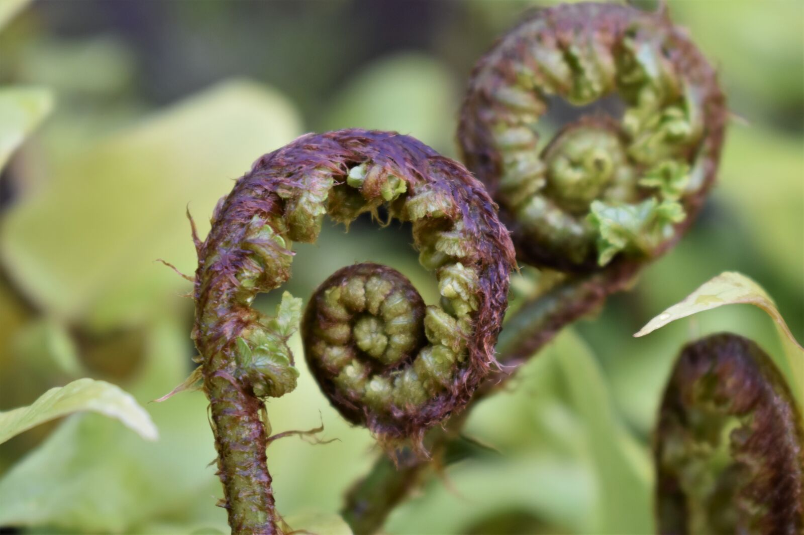 Nikon D5500 sample photo. Fern, fern leaf, leaf photography