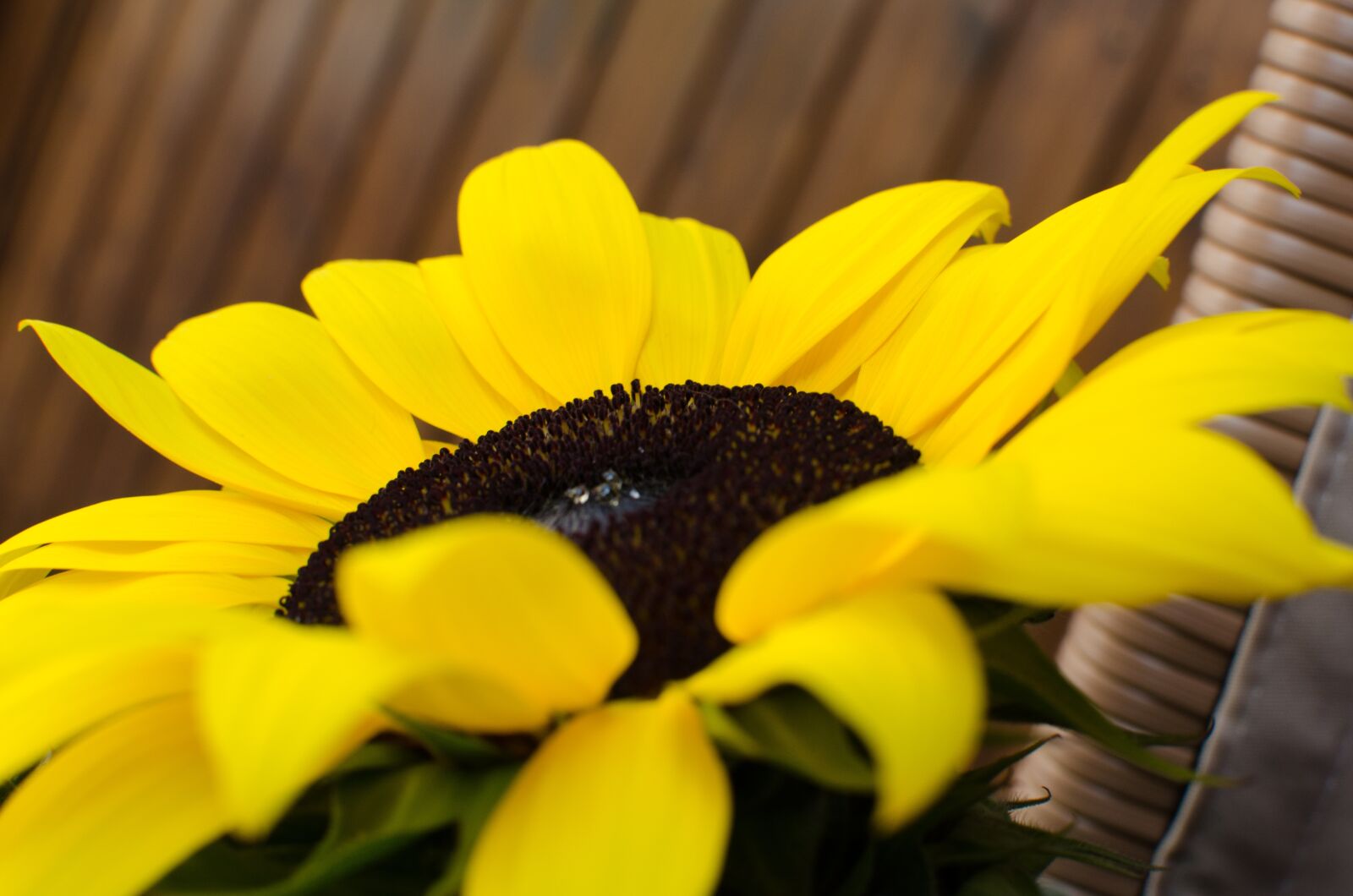 Nikon D5100 sample photo. Sunflower, summer, garden photography