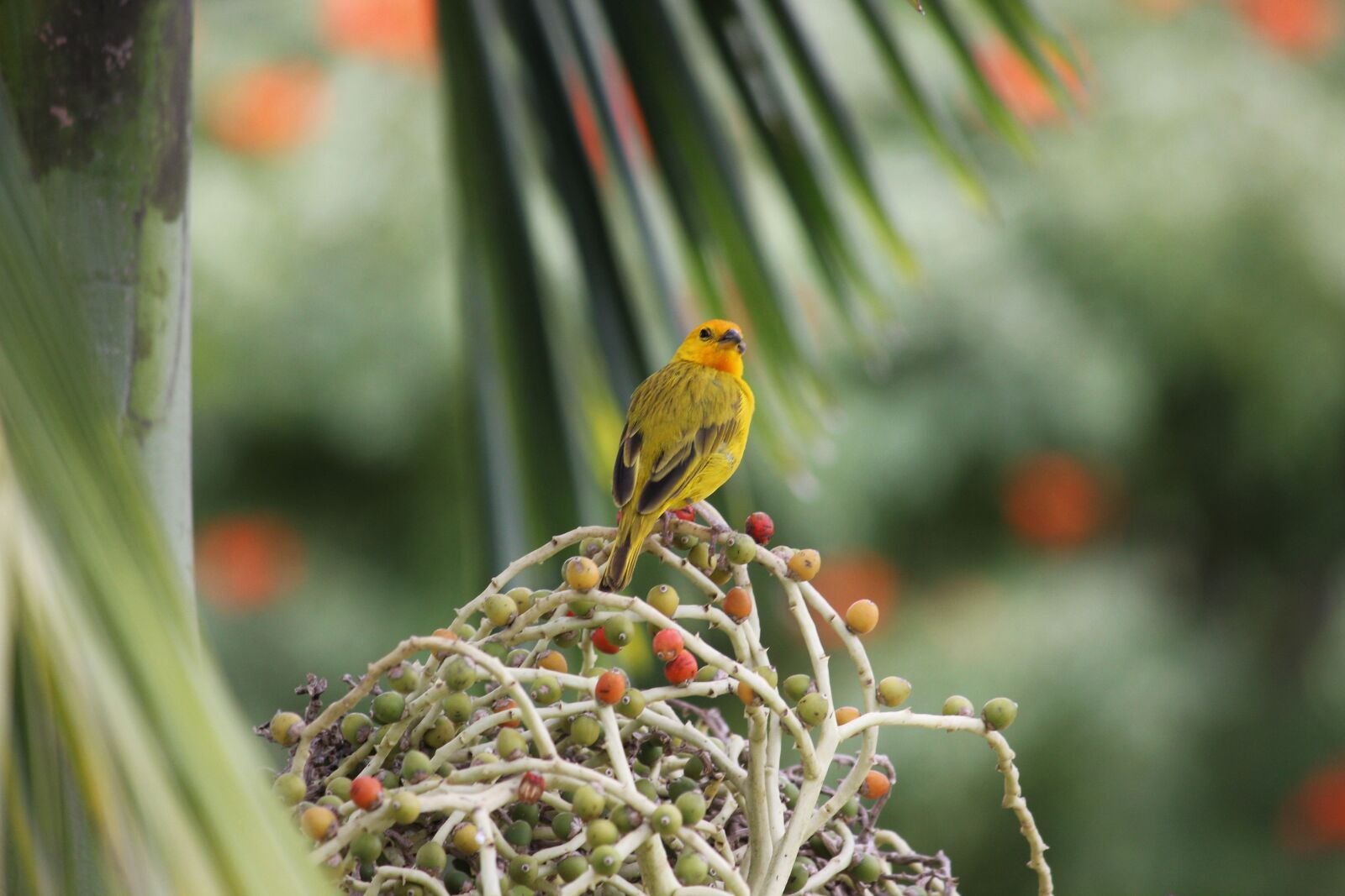 Canon EOS 550D (EOS Rebel T2i / EOS Kiss X4) sample photo. Bird, yellow, palm photography