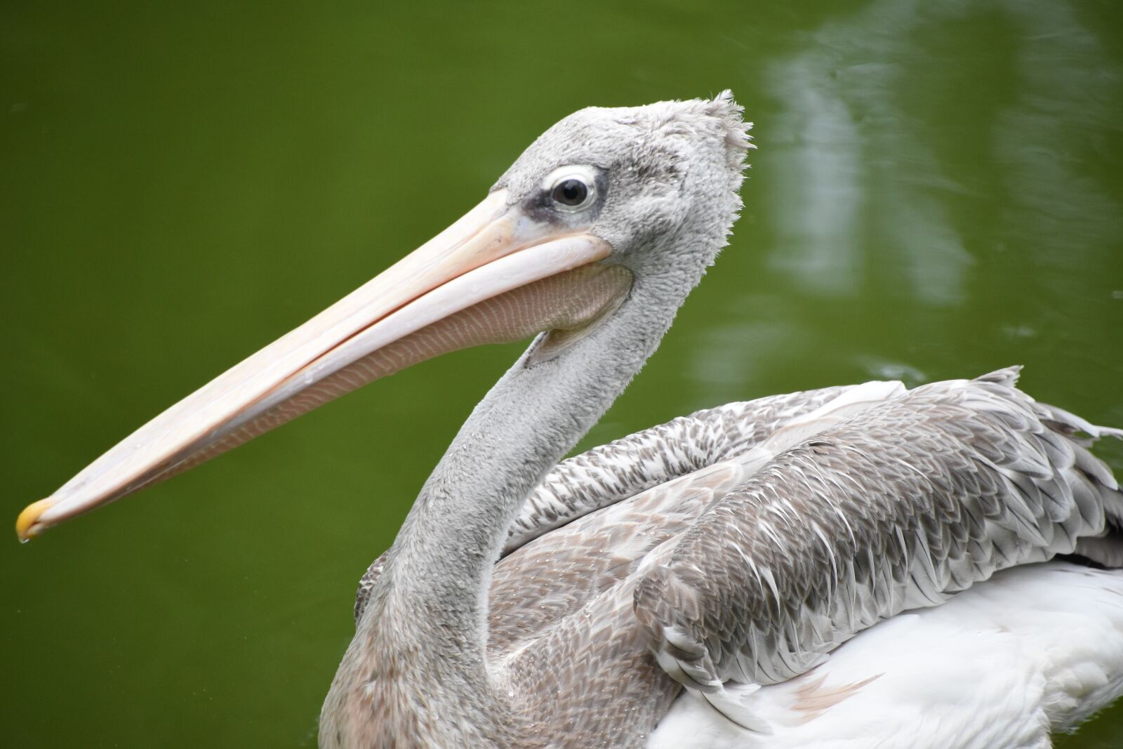 Nikon D7200 sample photo. Spoonbill, the tip of photography
