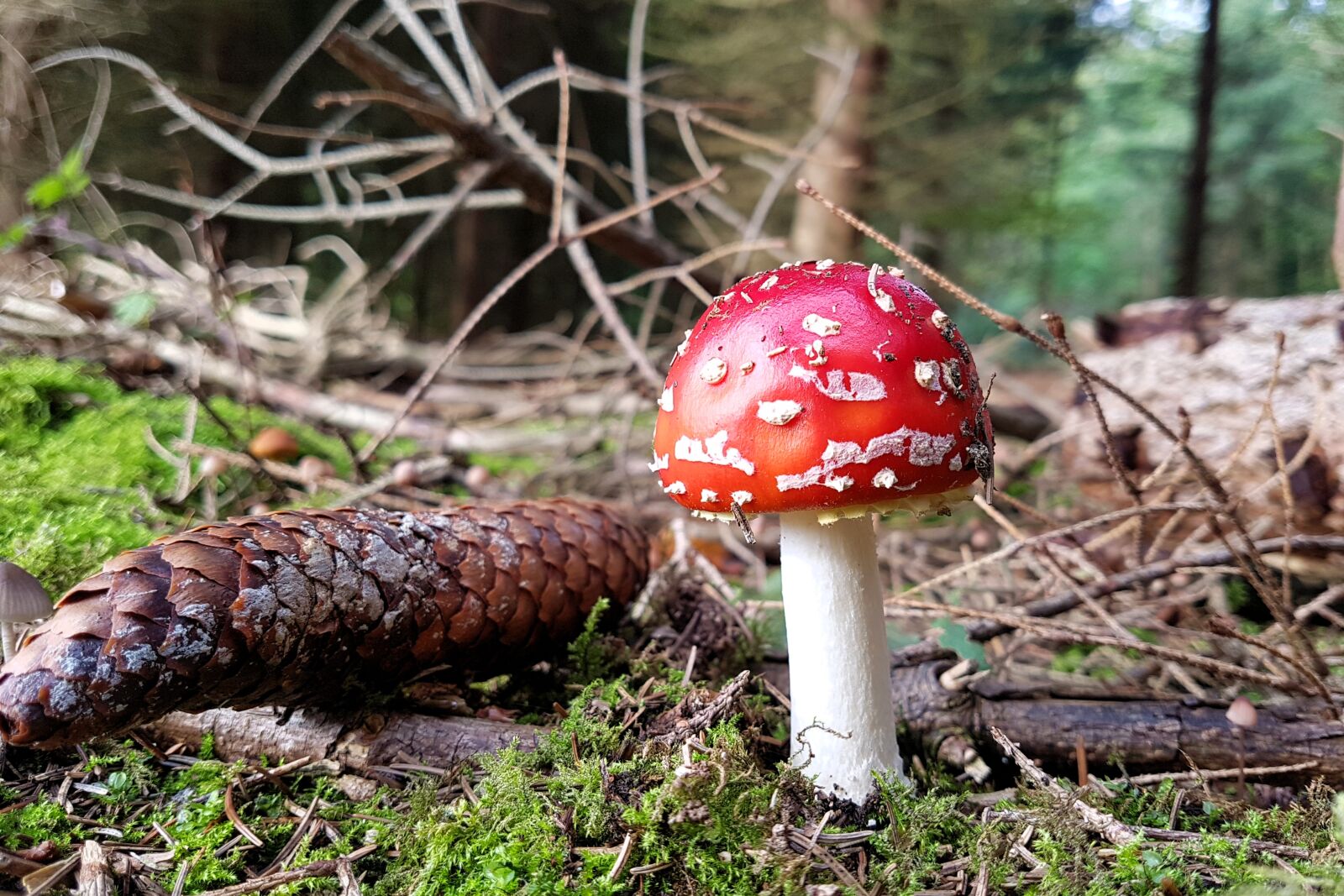 Samsung Galaxy S7 sample photo. Forest, mushrooms, fly agaric photography