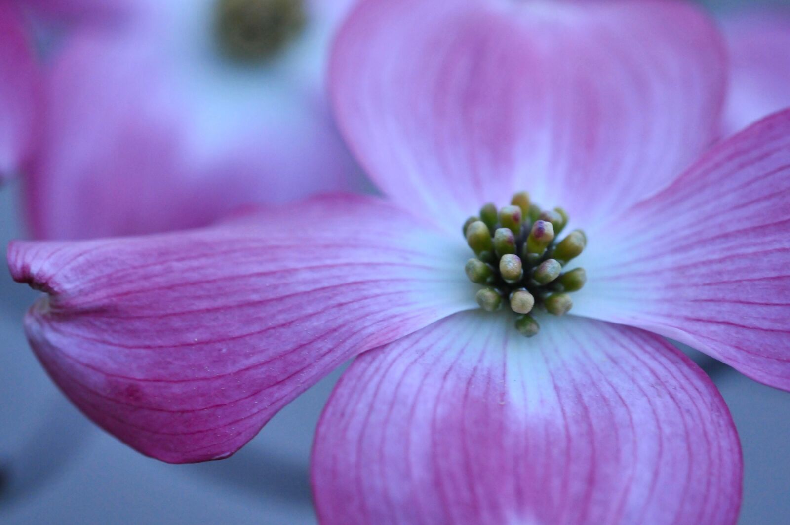 Nikon D300S sample photo. Cherry blossom, flower, springtime photography