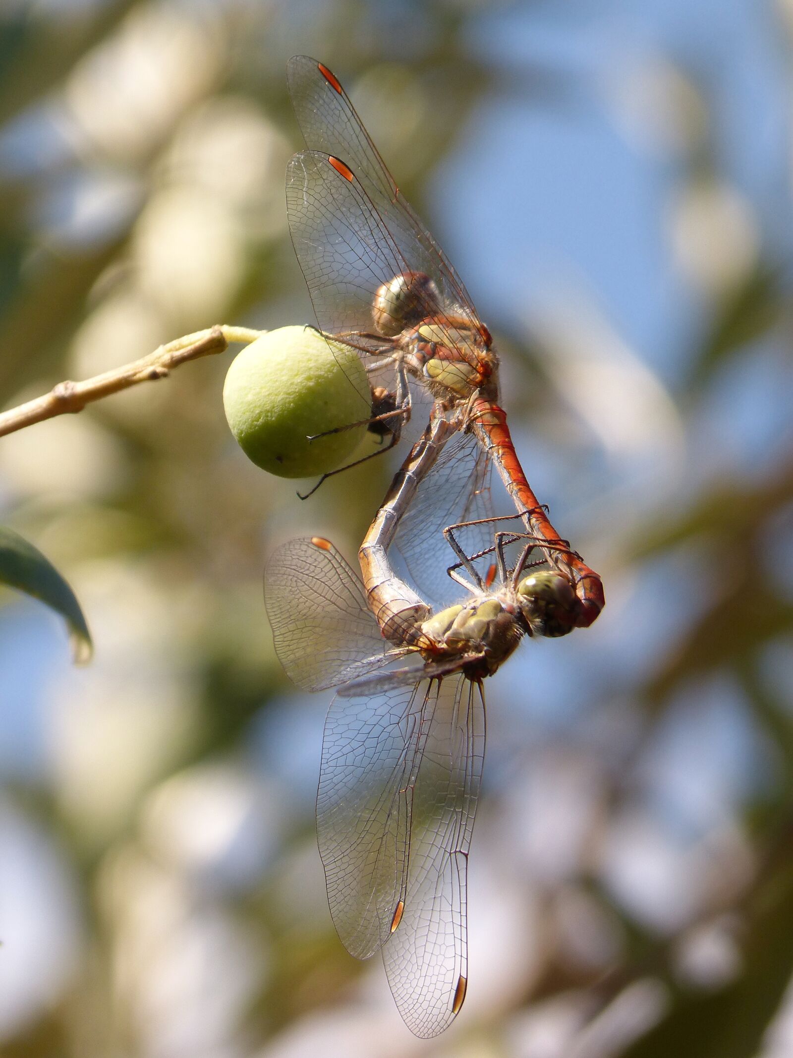 Panasonic DMC-FZ62 sample photo. Dragonfly, insect intercourse, mating photography