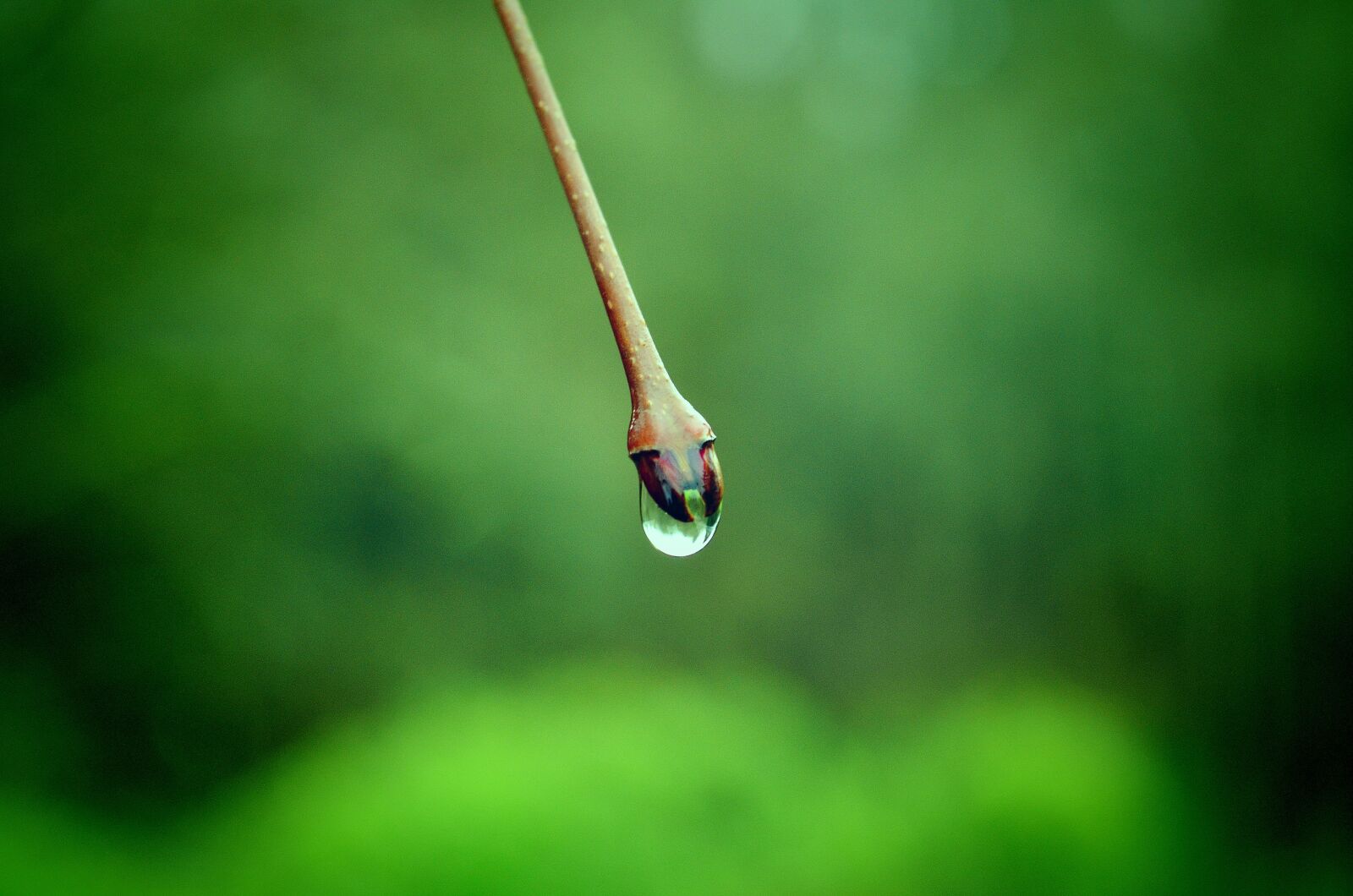 Nikon D5100 sample photo. Water, plant, dew photography