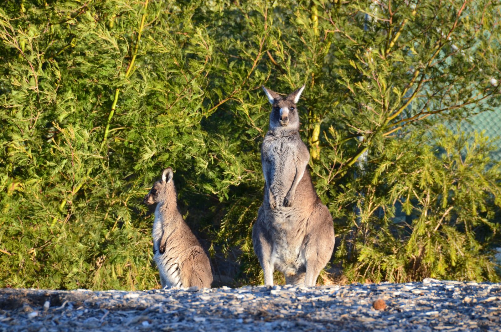 Nikon D7000 sample photo. Animal, kangaroo, wild photography