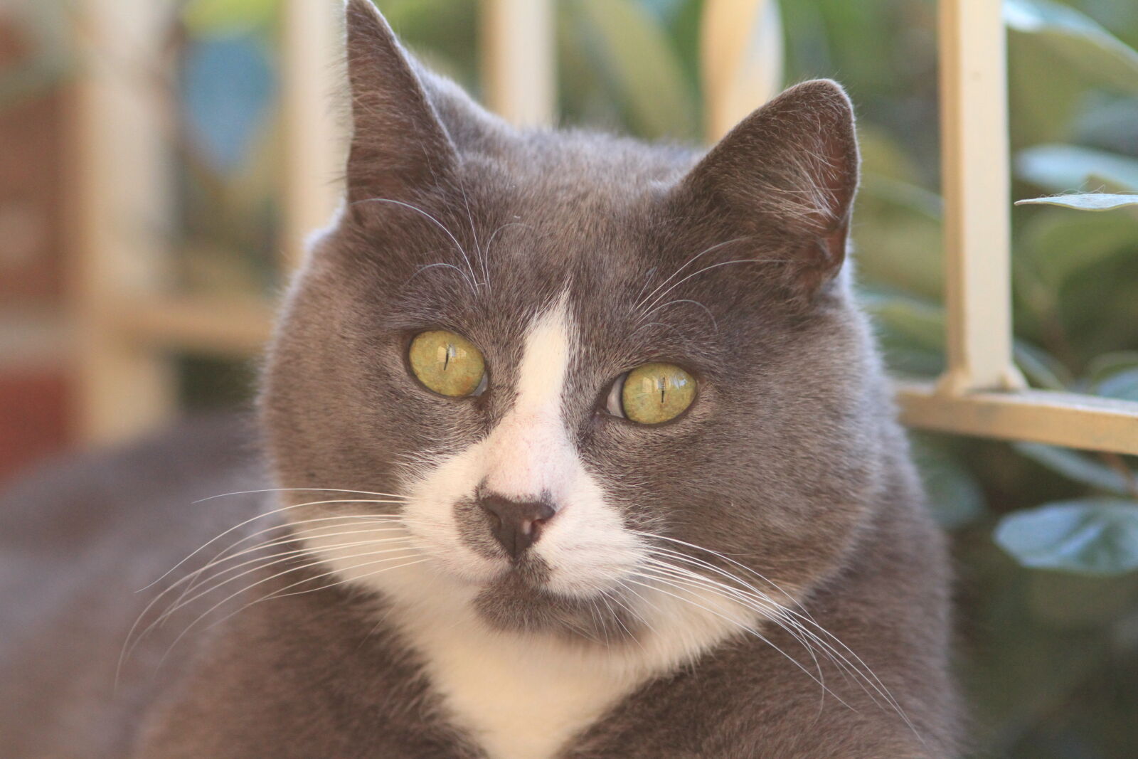 Canon EOS 7D sample photo. Animal, cat photography